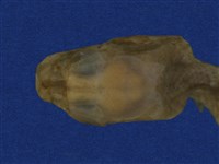 大頭蛇藏品圖，第10張
